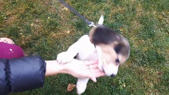 У нас новый сосед! Я пропала! Я влюбилась! смотреть онлайн