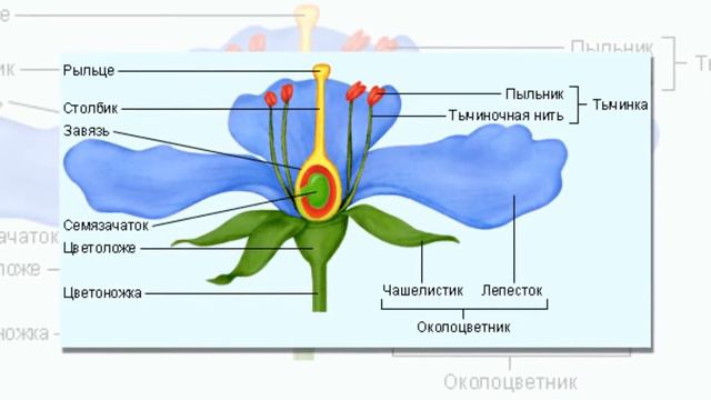 GUL O'SIMLIKLARNING JINSIY KO'PAYISH ORGANI | ГУЛ ЎСИМЛИКЛAРНИНГ ЖИНСИЙ КЎПAЙИШ ОРГAНИ. смотреть онлайн