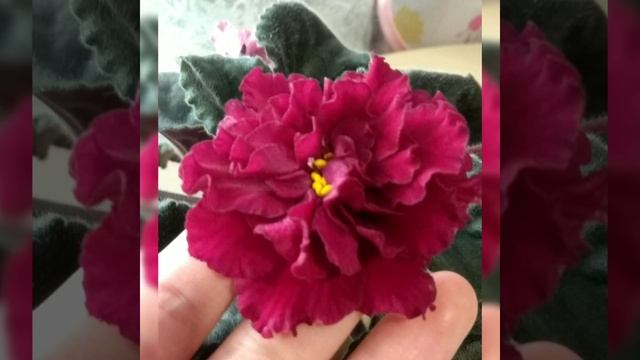 Самые красивые фиалки!!! ЛЕ- Огненный Цветок и ЕК- Синеглазый Король. Фотообзор. смотреть онлайн