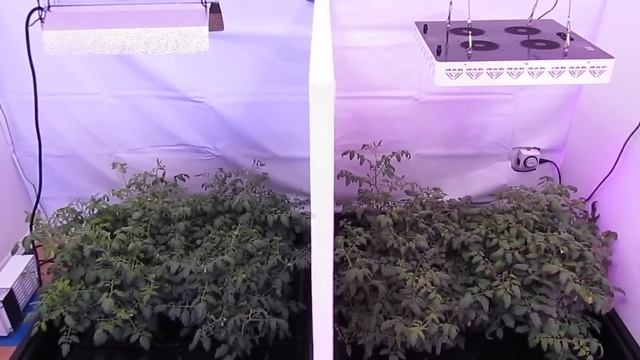 XML 350 LED Grow Light vs. 600w HPS Grow Light смотреть онлайн