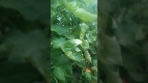 Вернер,очень суперранний и недорогой томат,плодоношение.