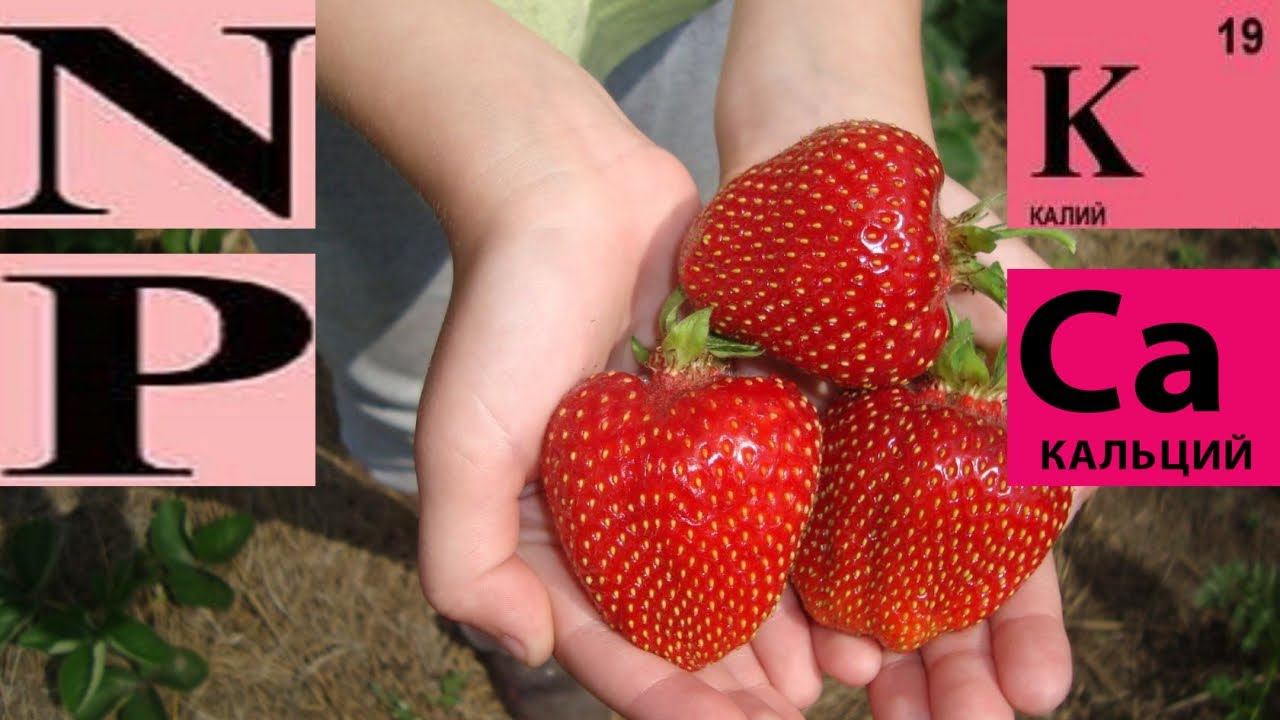 АЗОТ , ФОСФОР, КАЛИЙ, КАЛЬЦИЙ ДЛЯ ЧЕГО НУЖНЫ РАСТЕНИЯМ смотреть онлайн
