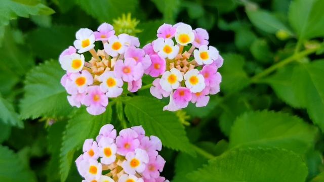 Турция. Я в Ичмелере. ?? Ичмелер. Мармарис 2021. Набережная Ичмелера с высоты. смотреть онлайн