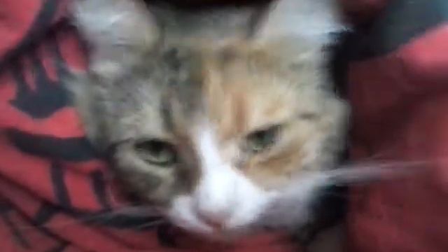 Свернула руку смотреть онлайн