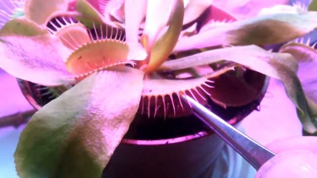 Венерина мухоловка і тарган Венерина мухоловка и таракан Дионея смотреть онлайн