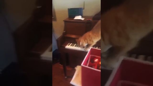 КОТ ИГРАЕТ НА ПИАНИНО????