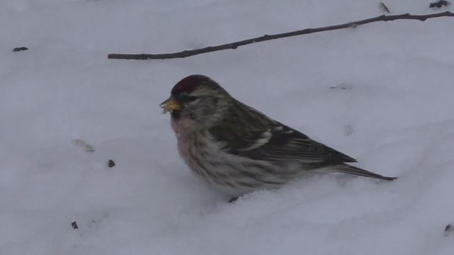 ЧЕЧЕТКА ЗИМА ПОКА!!! смотреть онлайн