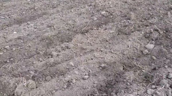 Shifeng SF244+китайская дисковая борона 1.3