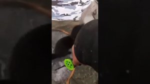 Норка таскает рыбу у рыбака! Редкое видео!