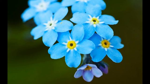 Незабудка смотреть онлайн