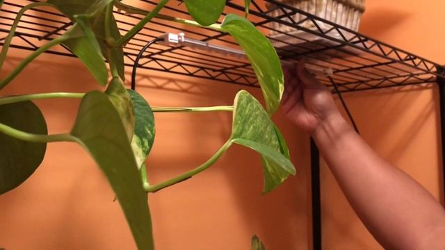 Litever LED Grow Lights for plants - Unboxing and easy wire shelf installation tutorial смотреть онлайн