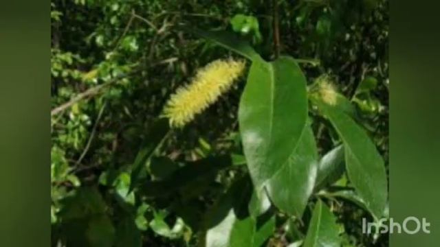 «Урочище Кривули»: история государственного ботанического памятника. смотреть онлайн