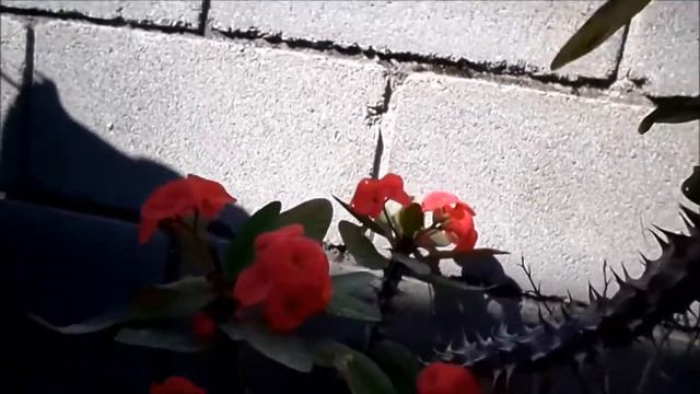 EUPHORIA MILI CORONA DE CRISTO / Walk through my garden / мой сад Корона Христа смотреть онлайн