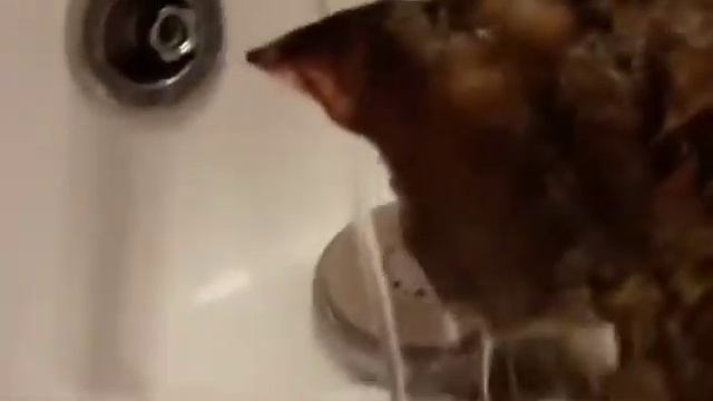 Кошка породы саванна - самая дорогая в мире кошка. смотреть онлайн