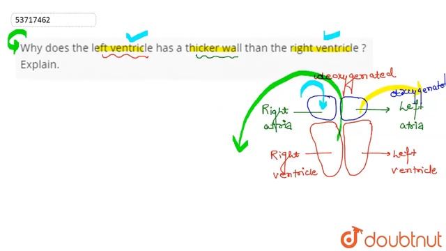 Why does the left ventricle has a thicker wall than the right ventricle ? Explain. | 11 | BODY F... смотреть онлайн