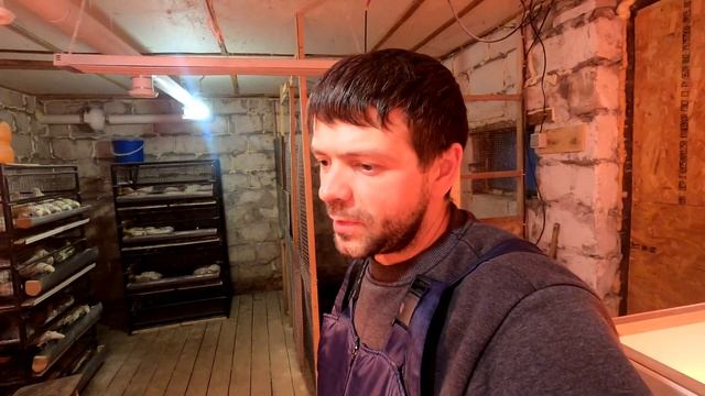 Беда пришла. Цыплята умирают. Жизнь в деревне. смотреть онлайн