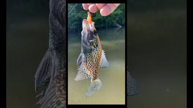 Southwest Ohio kayak fishing смотреть онлайн