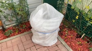 Закрываю кашпо с розами??? подготовка роз в кашпо к зиме❄️❄️❄️