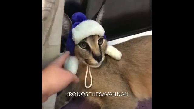 Смешной каракал. So funny caracal kitten. Funny cat смотреть онлайн