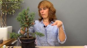 Бонсай из ели (ч.2).
