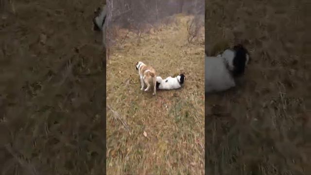 Qusar meşeleri смотреть онлайн