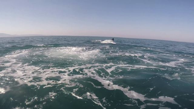 "OUTLAW DIVING" South Africa and Mozambique смотреть онлайн