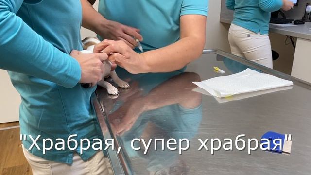 ВТОРАЯ ПРИВИВКА И ЧИПИРОВАНИЕ ЩЕНКА / ПОСЕТИЛИ ВЕТЕРИНАРА / Джерри чихуахуа смотреть онлайн