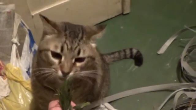 Живет с тараканами и кошкой - KADUBASER TV коллега Ильи Лебедя блогер Краматорск смотреть онлайн