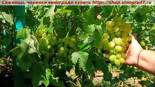 ВИКТОР 10 июля 2024 года - парад окрашивания ультраранних сортов и форм винограда в сравнении смотреть онлайн