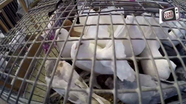 Бозори Конибодом 2020  Нархи Кабутар