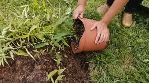 Посадка кустового персика в Московской области