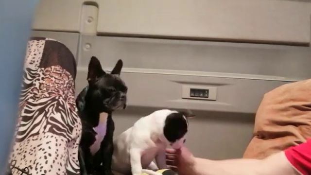 Французские бульдоги Бэнни и Бэлла дальнобойщики смотреть онлайн