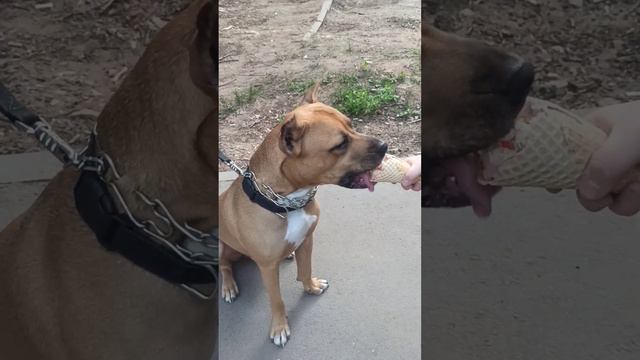 Любим всё, что НЕЛЬЗЯ....🐕🐕🐕🐕🐕🐕🐕