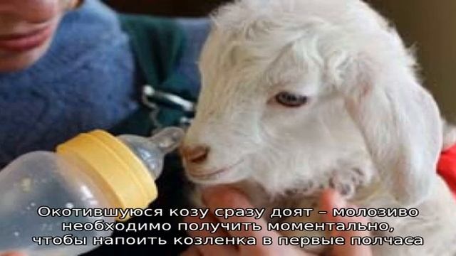 Как кормить козлят с рождения?