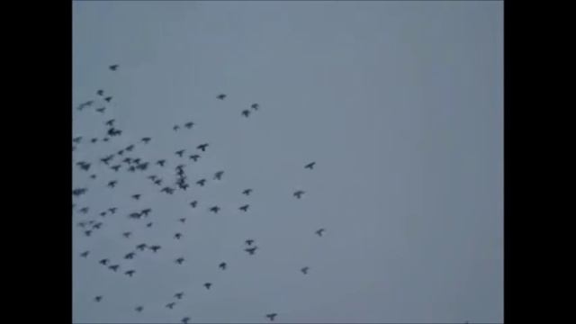 Николаевские Голуби Горловки. смотреть онлайн