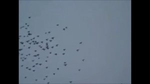 Николаевские  Голуби  Горловки.