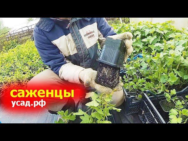 Небольшой обзор наших растений. Обновили наличие саженцев на усад.рф смотреть онлайн