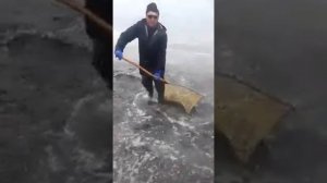 Ловят мойву сачками.