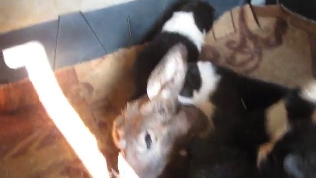 Карельская медвежья собака щенки Щенки первое знакомство с дичью смотреть онлайн