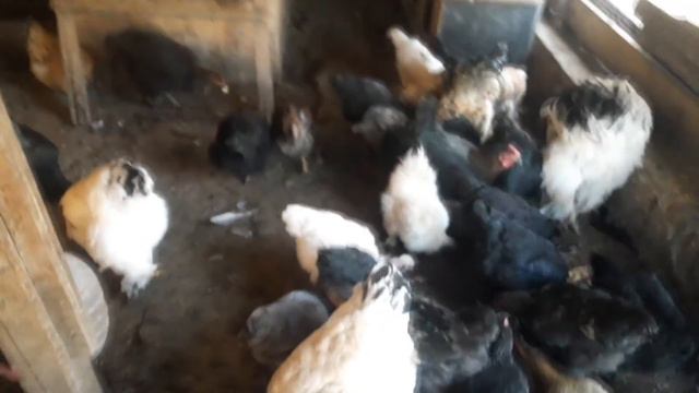 Утренняя кормежка птицы или просто поговорим