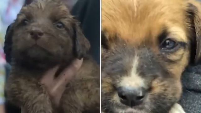 Щенки метисы лабрадора в добрые руки. Москва и МО. смотреть онлайн