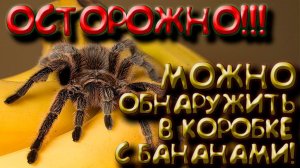 БРАЗИЛЬСКИЙ странствующий паук! БАНАНОВЫЙ ПАУК.