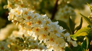 Весенние футажи. Цветет черемуха.