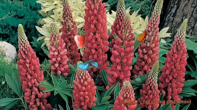 Люпин многолистный Ред Шейдес (red shades) ? обзор: как сажать, семена люпина Ред Шейдес смотреть онлайн