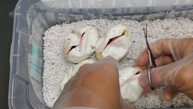 Emoji Snake - Enchi Orange Dream Pied смотреть онлайн