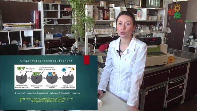 Биохимия. Количественный анализ белков (Н. Антипова) смотреть онлайн