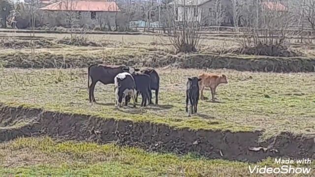 БОДЛИВЫЕ БЫЧКИ?????!#бычки#животные смотреть онлайн