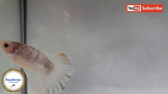 Мраморный цвет у петушков/marble color at bettas смотреть онлайн