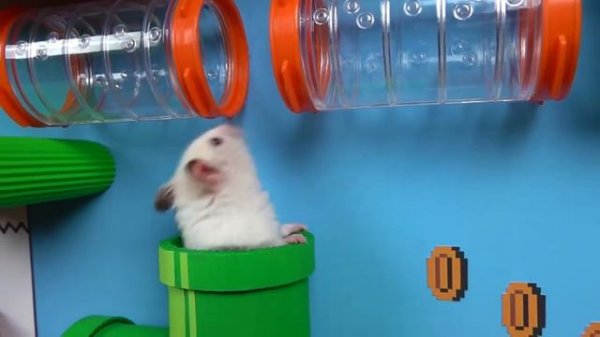 Hamster in Super Mario game | 1 level
