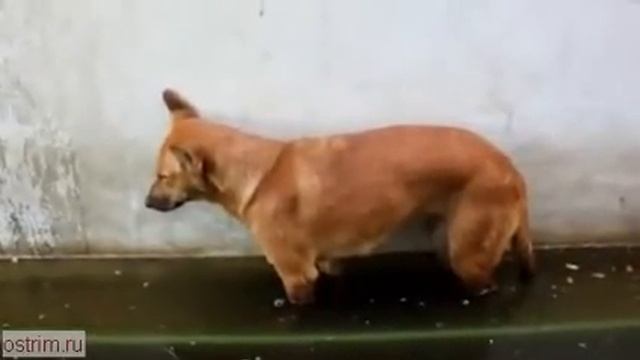 Собака заснула стоя на воде смотреть онлайн